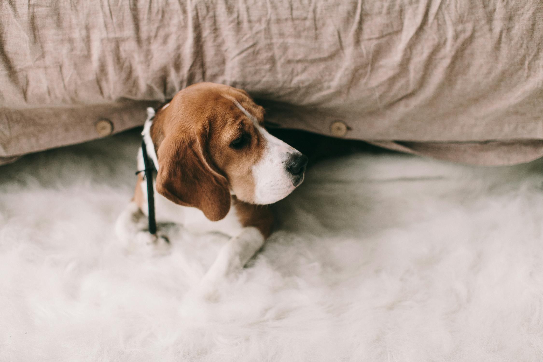 Dog with a GPS tracker collar