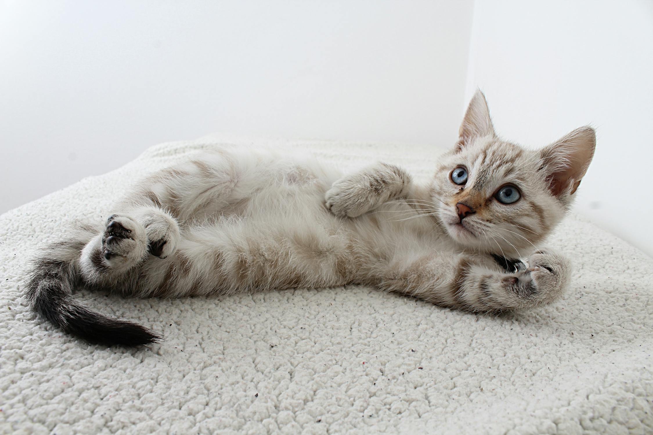cat with tracking device