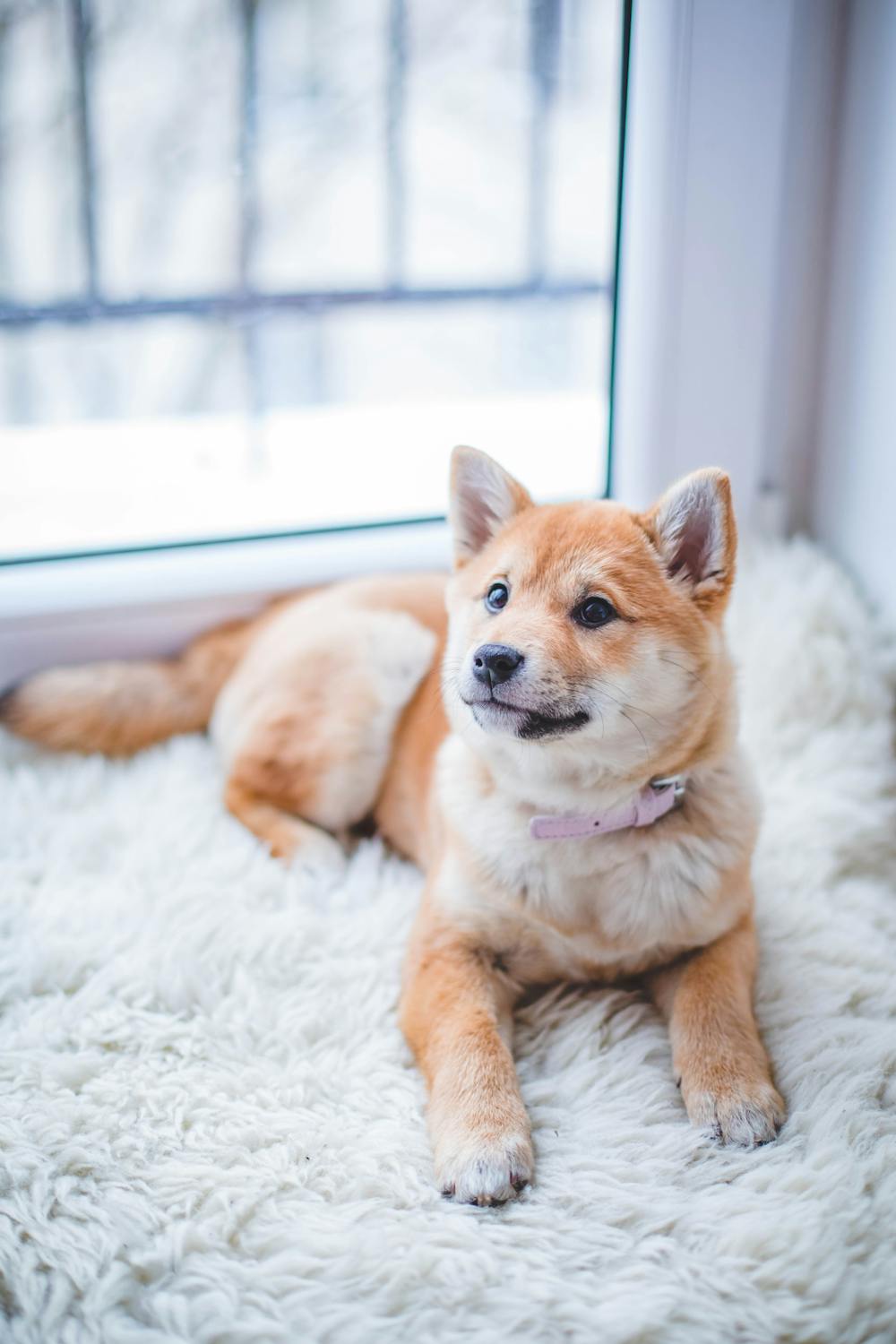 dog with tracking device